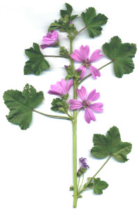 malva