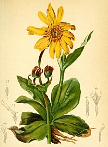 Arnica_montana