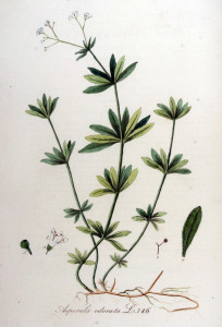 Asperula_odorata