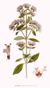 Origanum_vulgare