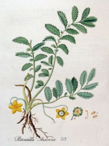 Potentilla anserina