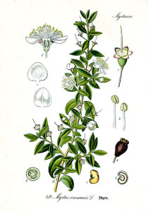 myrtus