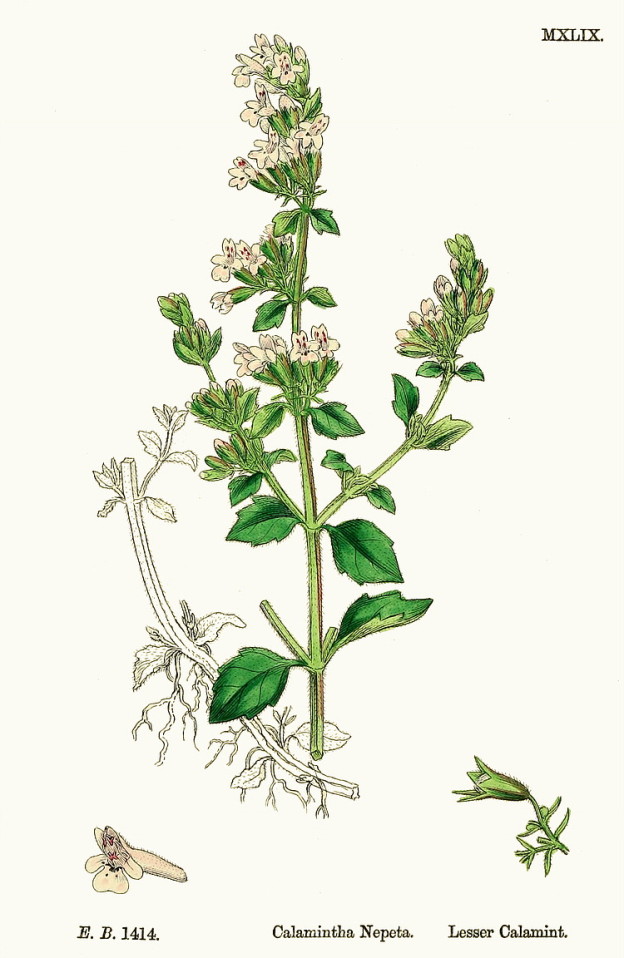 Nepitella: usi officinali e proprietà terapeutiche - Erbe Medicinali