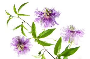 passiflora