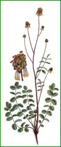 pimpinella