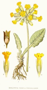 primula-veris