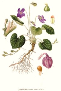 viola-odorata