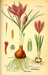 zafferano_Crocus_vernus