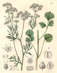 Pimpinella-anisum