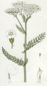 achillea