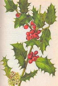 ilex-aquifolium